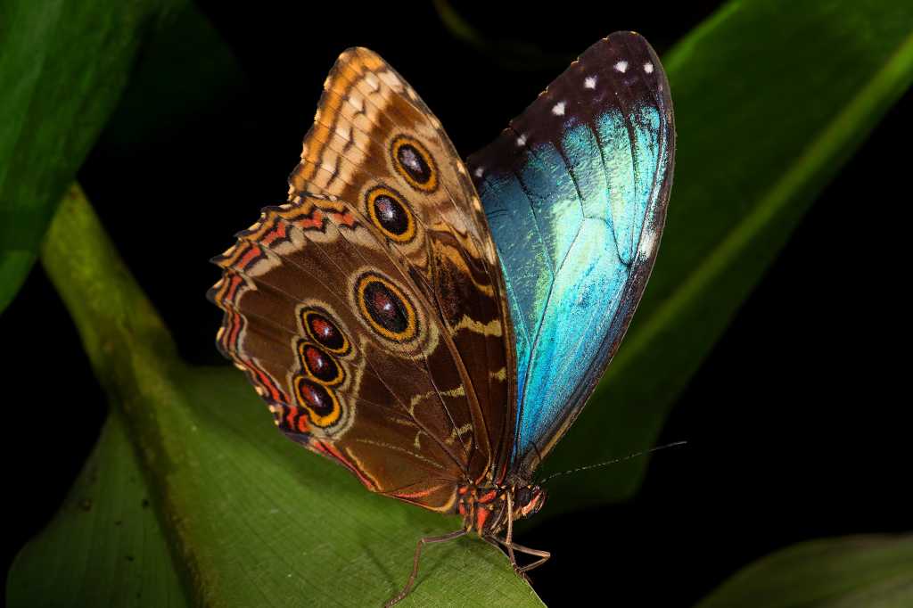 Blue Morpho Butterfly