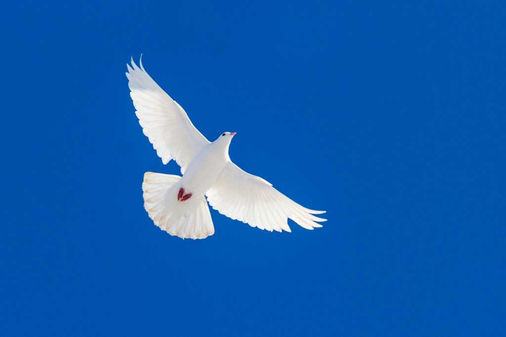 white dove in flight against a deep blue sky