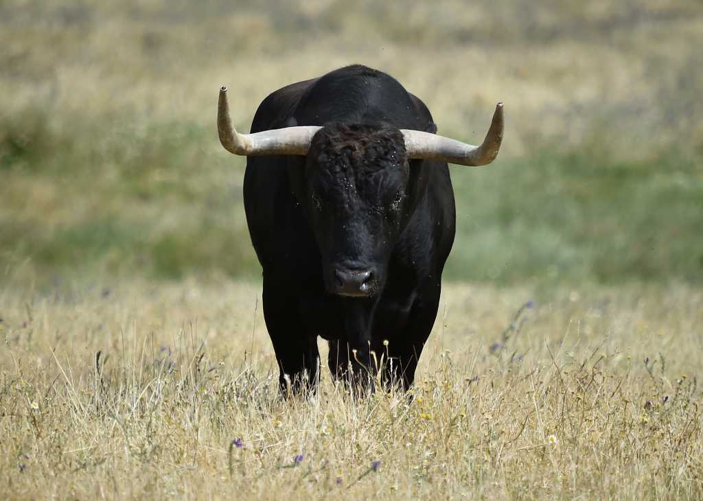 shutterstock 1767076568 big black bull with big horns in a grassy field